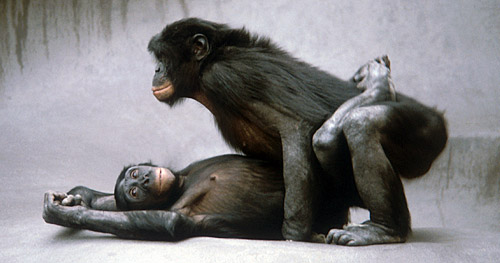 bonobos monkeys